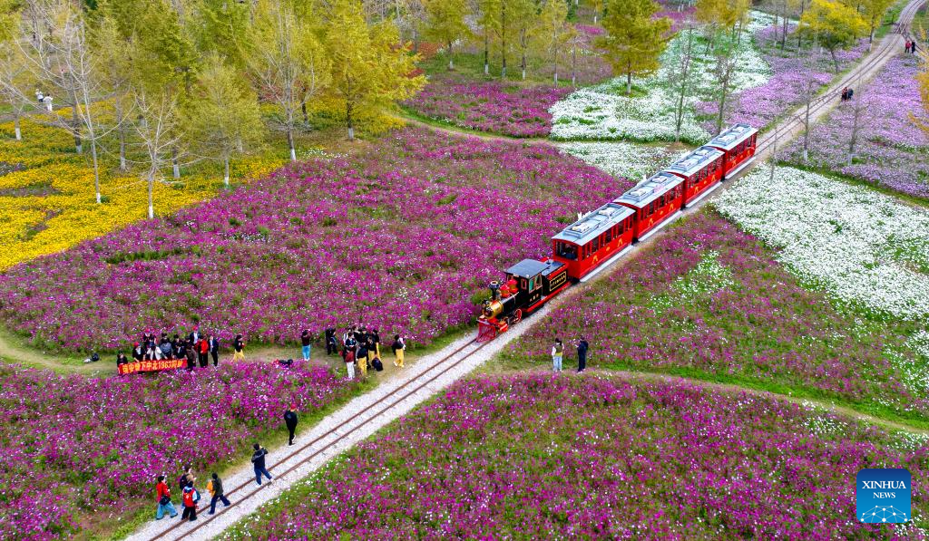 This aerial drone photo taken on Nov. 11, 2025 shows the scenery at a gingko scenic spot in Xiaopu Town, Changxing County, east China's Zhejiang Province. (Photo by Tan Yunfeng/Xinhua)