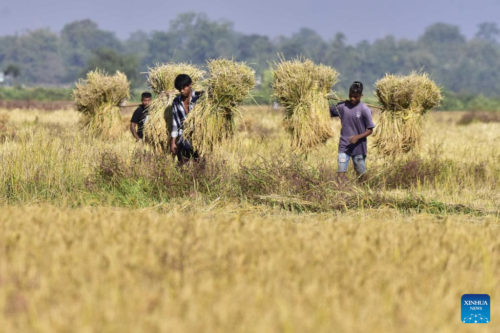 Farmers carry harvested paddy at a field in Nagaon district of India's northeastern state of Assam, Nov. 20, 2025. (Str/Xinhua)