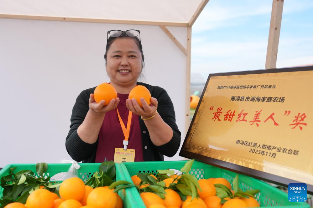 A farmer shows citrus fruits in Lianshi Town of Nanxun District, Huzhou City of east China's Zhejiang Province, on Nov. 11, 2025. The citrus fruits in Lianshi Town have entered the harvest season recently, attracting tourists to enjoy fruit picking here. (Xinhua/Huang Zongzhi)