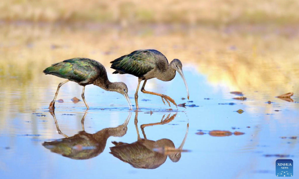 Glossy ibises are pictured at Qionghai National Wetland Park in Xichang City, southwest China's Sichuan Province, on Nov. 11, 2025. (Xinhua)