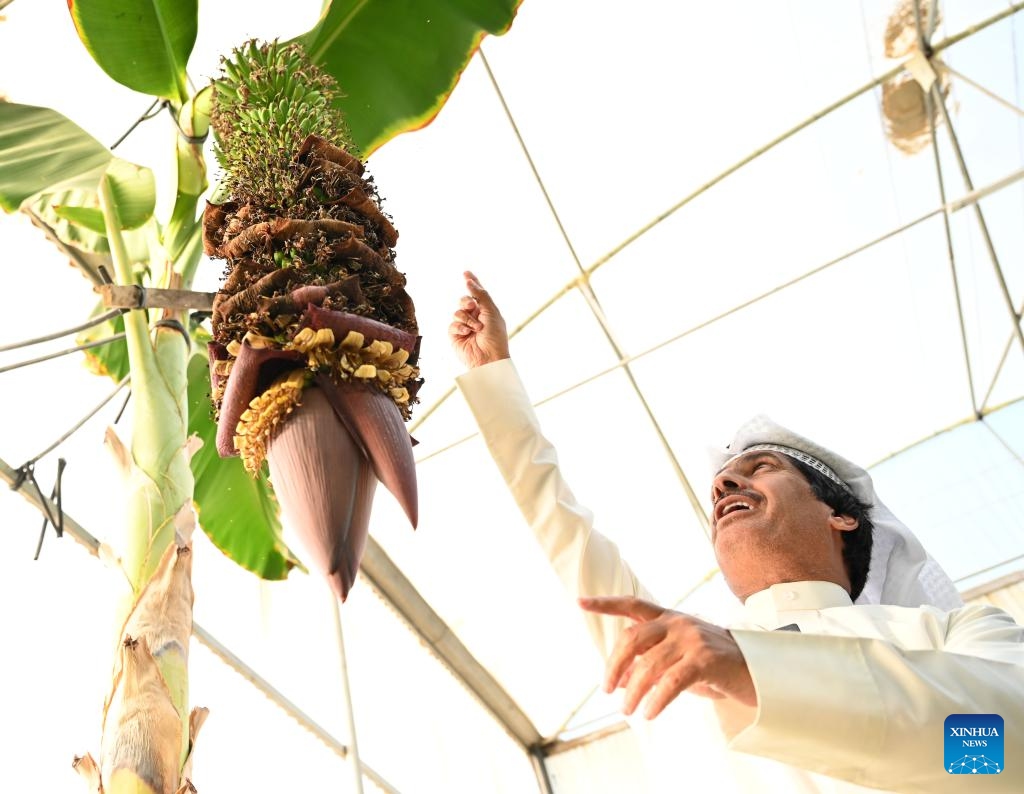 Kuwaiti farmer Sari Al-Azmi works at his farm in Ahmadi Governorate, Kuwait, Oct. 31, 2025. In the Al-Wafra of Ahmadi Governorate in Kuwait, farmer Sari Al-Azmi operates an 85,000-square-meter farm in the desert. Because of the region's harsh climate, his farm had struggled to grow. A few years ago, Sari attended the Canton Fair in China, where he purchased a Chinese-made automated circulating water-cooling system to build greenhouses. The system helps to keep greenhouses at the right temperature, bringing Sari's dream of a desert oasis to life. (Photo: Xinhua)