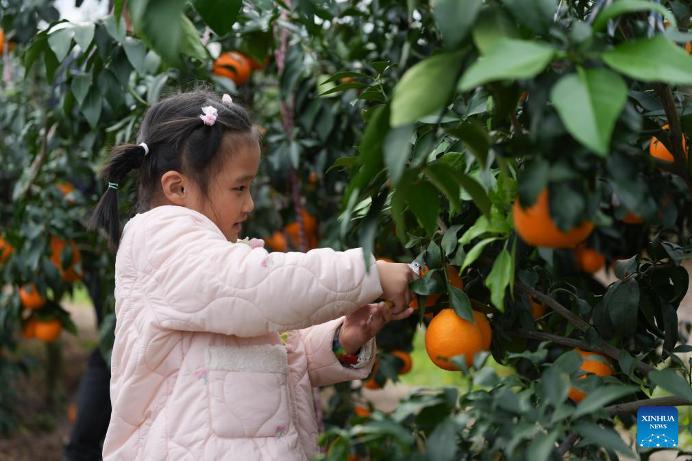 A girl picks citrus fruits in Lianshi Town of Nanxun District, Huzhou City of east China's Zhejiang Province, on Nov. 11, 2025. The citrus fruits in Lianshi Town have entered the harvest season recently, attracting tourists to enjoy fruit picking here. (Xinhua/Huang Zongzhi)