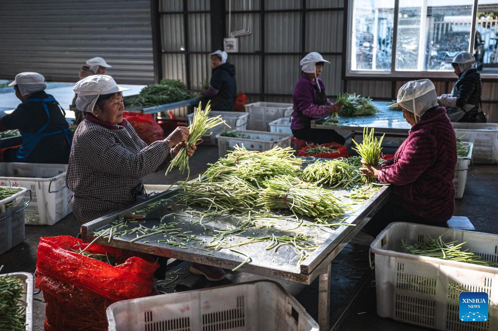 Workers process wasabi at the workshop of a wasabi company in Banqiao Town of Longyang District, Baoshan City, southwest China's Yunnan Province, Nov. 18, 2025. Baoshan City offers a sound environment for wasabi, a perennial herb prized for its pungent root used in the famous condiment and is notoriously difficult to cultivate.

In recent years, local government has been promoting standardized and large-scale planting of wasabi, creating new opportunities for mountainous areas and helping farmers increase their income.

At present, Baoshan City has become the largest wasabi planting area in China, and wasabi grown here has been exported to foreign countries. (Xinhua/Wang Guansen)