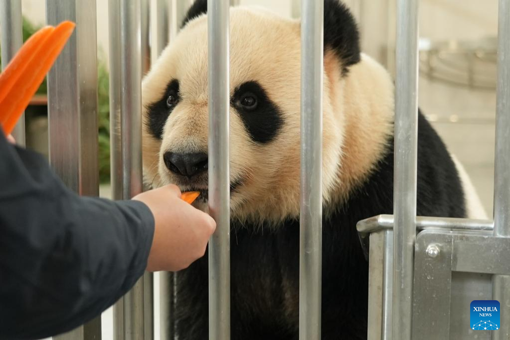 A keeper feeds a giant panda at the Mianyang base of China Conservation and Research Center for the Giant Panda in Mianyang City, southwest China's Sichuan Province, on Nov. 4, 2025. The Mianyang base of China Conservation and Research Center for the Giant Panda, which took three years to build, was put into trial operation on Tuesday. Thirteen pandas from Wolong Shenshuping and Dujiangyan bases of China Conservation and Research Center for the Giant Panda moved into their new home at the newly opened Mianyang base on the day.

The Mianyang giant panda base, covering an area of about 120 hectares, is located at an ecological park in Mianyang City. The base boasts more than 50 sets of giant panda enclosures with beautiful environment and meeting the requirements of giant panda breeding. (Xinhua)