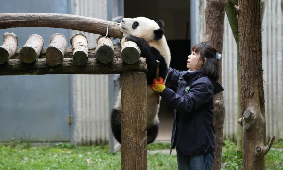 Chinese scientists document first evidence of tool use in giant pandas
