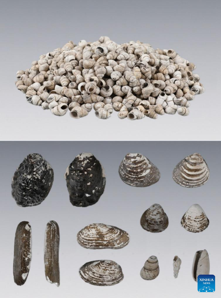 This combined photo shows the remains of aquatic mollusks discovered at the Baojia site in the city of Liyang, east China's Jiangsu Province.

The Baojia site in the city of Liyang has been confirmed to date back 7,500 to 8,100 years, making it the earliest known prehistoric site discovered so far in the area surrounding Taihu Lake, archaeologists announced at a conference held on Nov. 16, 2025.(Jiangsu provincial institute of cultural relics and archaeology/Handout via Xinhua)