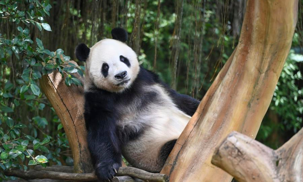Giant panda Cai Tao is seen at the Panda Palace in Taman Safari Indonesia in Bogor, West Java province, Indonesia, Nov. 7, 2025.  (Xinhua/Zulkarnain)