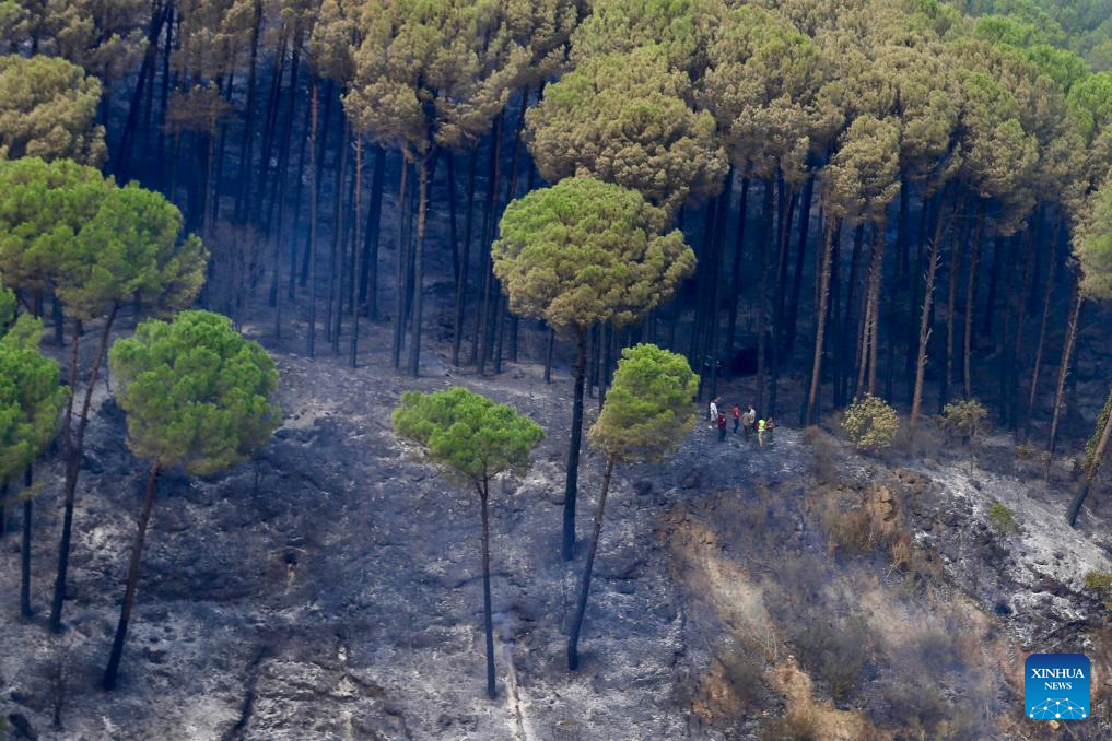 This photo taken on Nov. 11, 2025 shows a scene after fires that burned through pine trees in Bkassine, Lebanon. (Photo by Ali Hashisho/Xinhua)