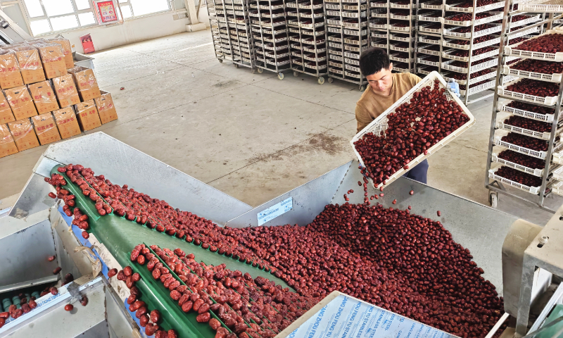 Workers sort and process red dates in a workshop run by a farmers' cooperative in Awati county, Aksu Prefecture, Northwest China's Xinjiang Uygur Autonomous Region, on November 19, 2025. In recent years, Awati has adopted a 