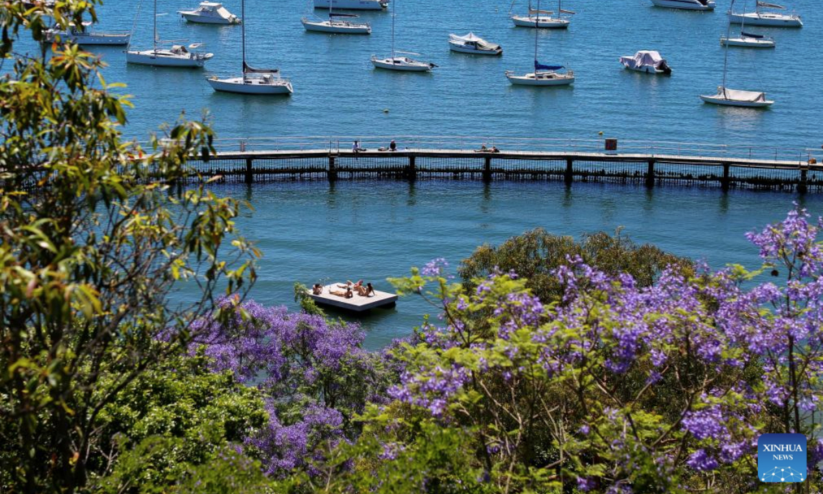 This photo taken on Nov. 5, 2025 shows the scenery of jacaranda at Murray Rose Pool in Sydney, Australia. (Xinhua/Ma Ping)