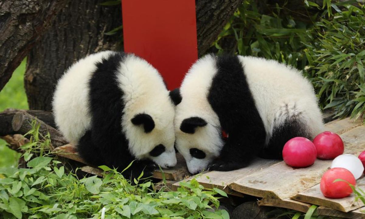 Giant pandas Leni (L) and Lotti, known in Chinese as Meng Hao and Meng Tian, are seen at Zoo Berlin in Berlin, Germany, on Aug. 22, 2025. (Xinhua/Du Zheyu)