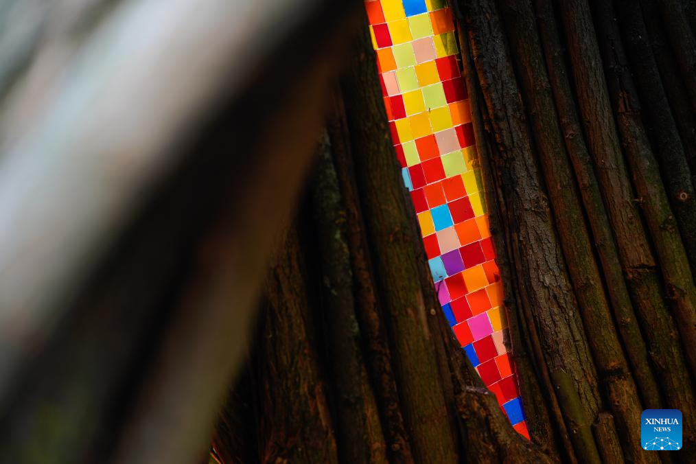 This photo taken on Nov. 5, 2025 shows an interior view of the Willow Temple in Warsaw, Poland. The Willow Temple is an artistic installation made from a hollow, withered willow tree, transformed with stained glass, metal and wooden elements into a chapel-like space that blends nature and art. (Photo by Jaap Arriens/Xinhua)