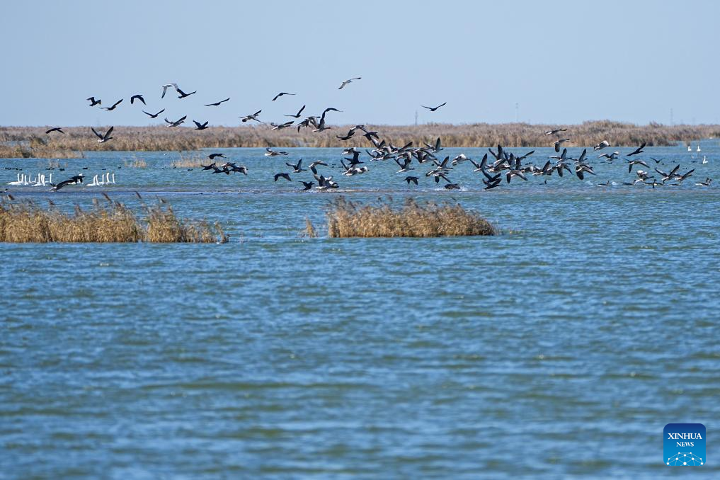 A flock of migratory birds flies at the Yellow River Delta National Nature Reserve in Dongying, east China's Shandong Province, Nov. 13, 2025. This nature reserve serves as a critical stopover for millions of migratory birds along the East Asian-Australasian and West Pacific flyways. The reserve annually hosts more than 200 migratory bird species, who flock here to breed, stop over, or stay for the winter. (Xinhua/Zhu Zheng)
