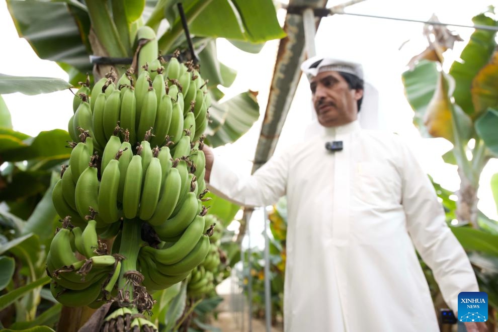 Kuwaiti farmer Sari Al-Azmi works at his farm in Ahmadi Governorate, Kuwait, Oct. 31, 2025. In the Al-Wafra of Ahmadi Governorate in Kuwait, farmer Sari Al-Azmi operates an 85,000-square-meter farm in the desert. Because of the region's harsh climate, his farm had struggled to grow. A few years ago, Sari attended the Canton Fair in China, where he purchased a Chinese-made automated circulating water-cooling system to build greenhouses. The system helps to keep greenhouses at the right temperature, bringing Sari's dream of a desert oasis to life. (Photo: Xinhua)