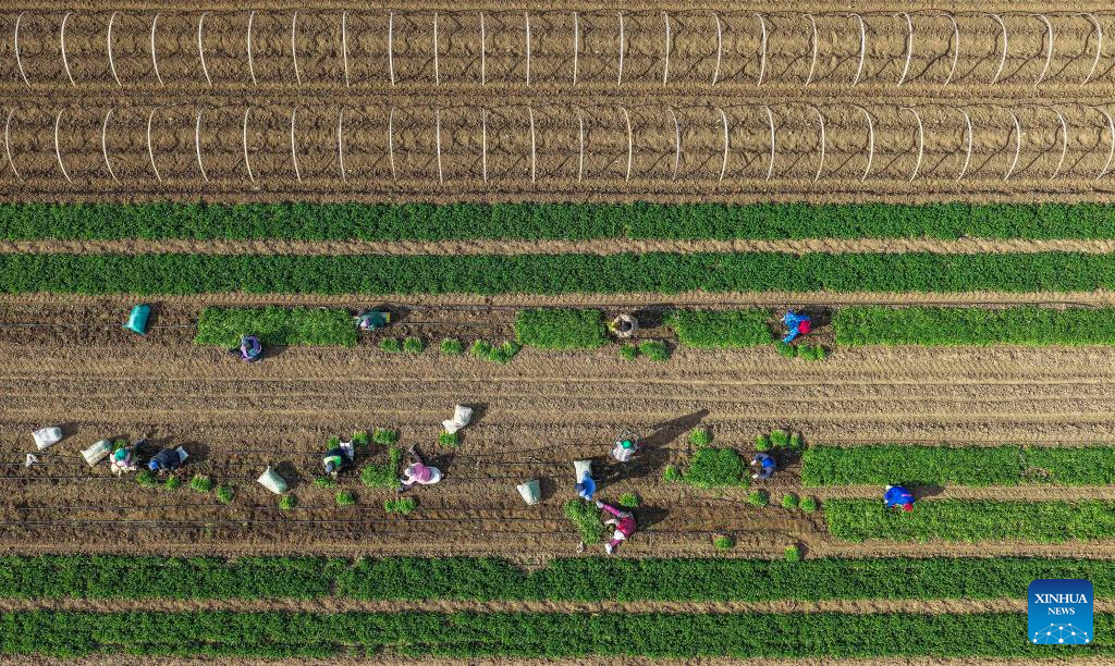 An aerial drone photo taken on Nov. 18, 2025 shows farmers harvesting coriander in Yutian County of Tangshan, north China's Hebei Province. (Photo by Liu Mancang/Xinhua)