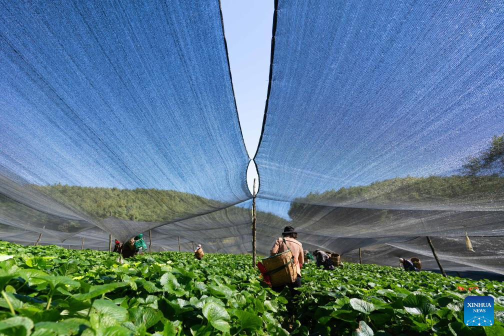 Farmers harvest wasabi at a wasabi planting base in Longyang District, Baoshan City, southwest China's Yunnan Province, Nov. 17, 2025. Baoshan City offers a sound environment for wasabi, a perennial herb prized for its pungent root used in the famous condiment and is notoriously difficult to cultivate.

In recent years, local government has been promoting standardized and large-scale planting of wasabi, creating new opportunities for mountainous areas and helping farmers increase their income.

At present, Baoshan City has become the largest wasabi planting area in China, and wasabi grown here has been exported to foreign countries. (Xinhua/Gao Yongwei)