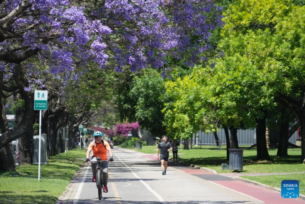 A man rides a bike past a blooming jacaranda tree in Buenos Aires, Argentina, Nov. 10, 2025. (Xinhua/Zhang Duo)