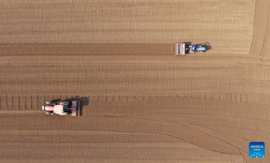 An aerial drone photo shows farmers sowing wheat in a field in Xinle City, north China's Hebei Province, Nov. 3, 2025. As of October 30, over 90% of the autumn grain have been harvested and over 25% of the winter wheat have been sowed across the country. (Photo by Jia Minjie/Xinhua)