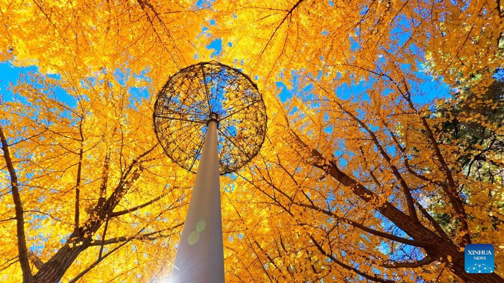 This photo taken on Nov. 2, 2025 shows the autumn scenery at the Beijing Olympic Park in Beijing, capital of China. (Photo by Niu Yungang/Xinhua)
