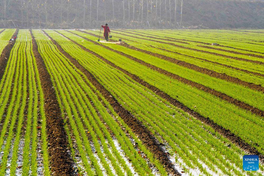 A farmer irrigates winter wheat in a field in Zunhua City, north China's Hebei Province, Nov. 11, 2025. As of Nov. 10, nearly 70 percent of the winter wheat has been sowed across the country. (Photo by Liu Mancang/Xinhua)