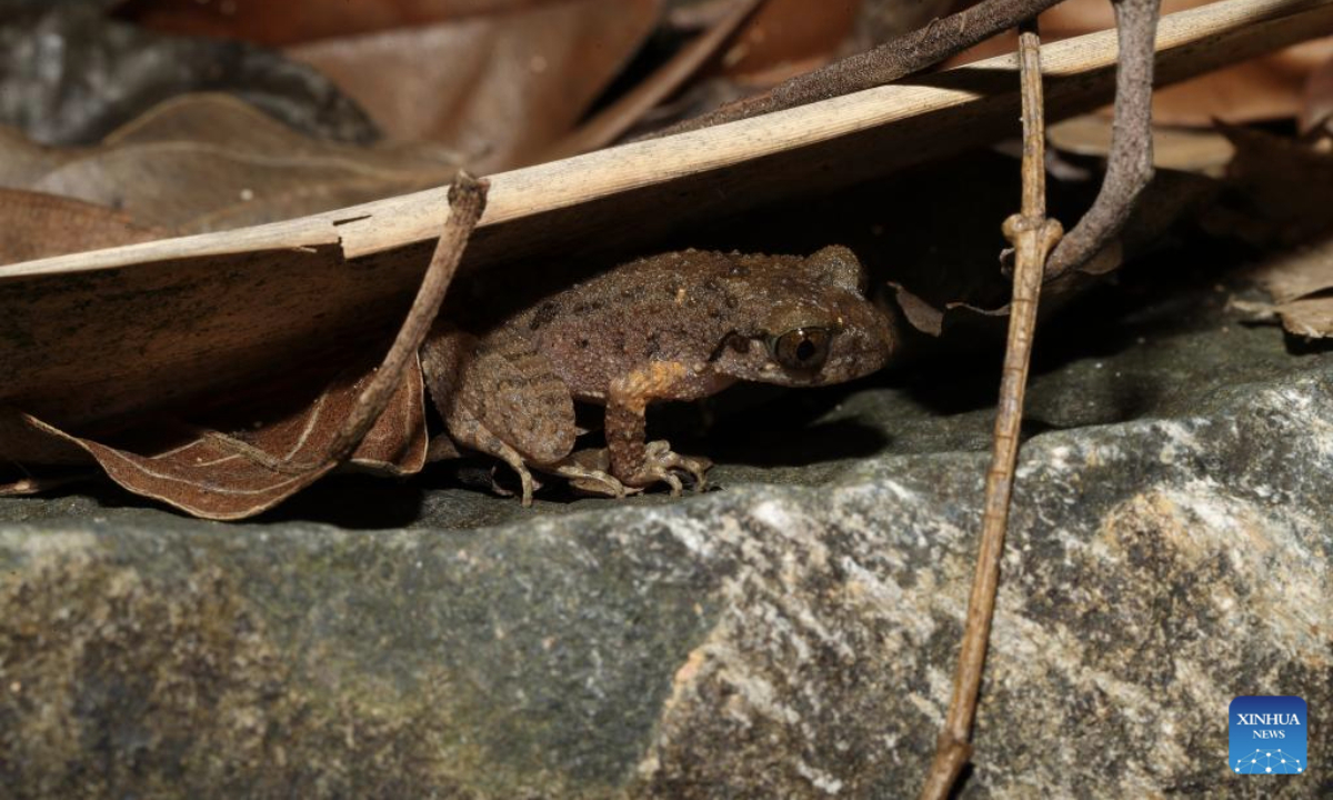 This photo taken on April 29, 2025 shows the Leptobrachella kungfu, a new frog species discovered in Foshan, south China's Guangdong Province. (Xinhua)