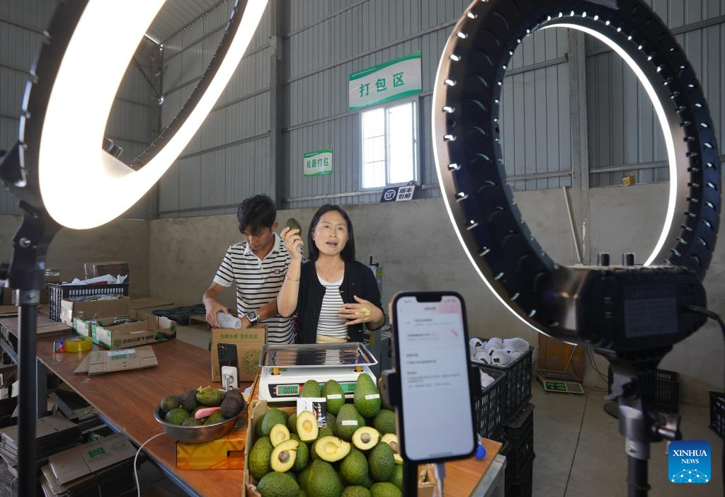 A woman sells avocados via live-streaming at a company in Menglian County, Pu'er City, southwest China's Yunnan Province, Nov. 16, 2025. Avocados thrive in full sunlight and moderate temperatures, and in the past, avocados sold in China were mainly imported from other countries.
Located in the same golden latitude as Mexico, Menglian is one of the few areas in China capable of producing high-quality avocados on a large scale.
Since introduced avocado in 2007, Menglian currently has become one of China's largest avocado growers, with a cumulative avocado planting area of over 120,000 mu (about 8,000 hectares). (Photo by Liang Zhiqiang/Xinhua)