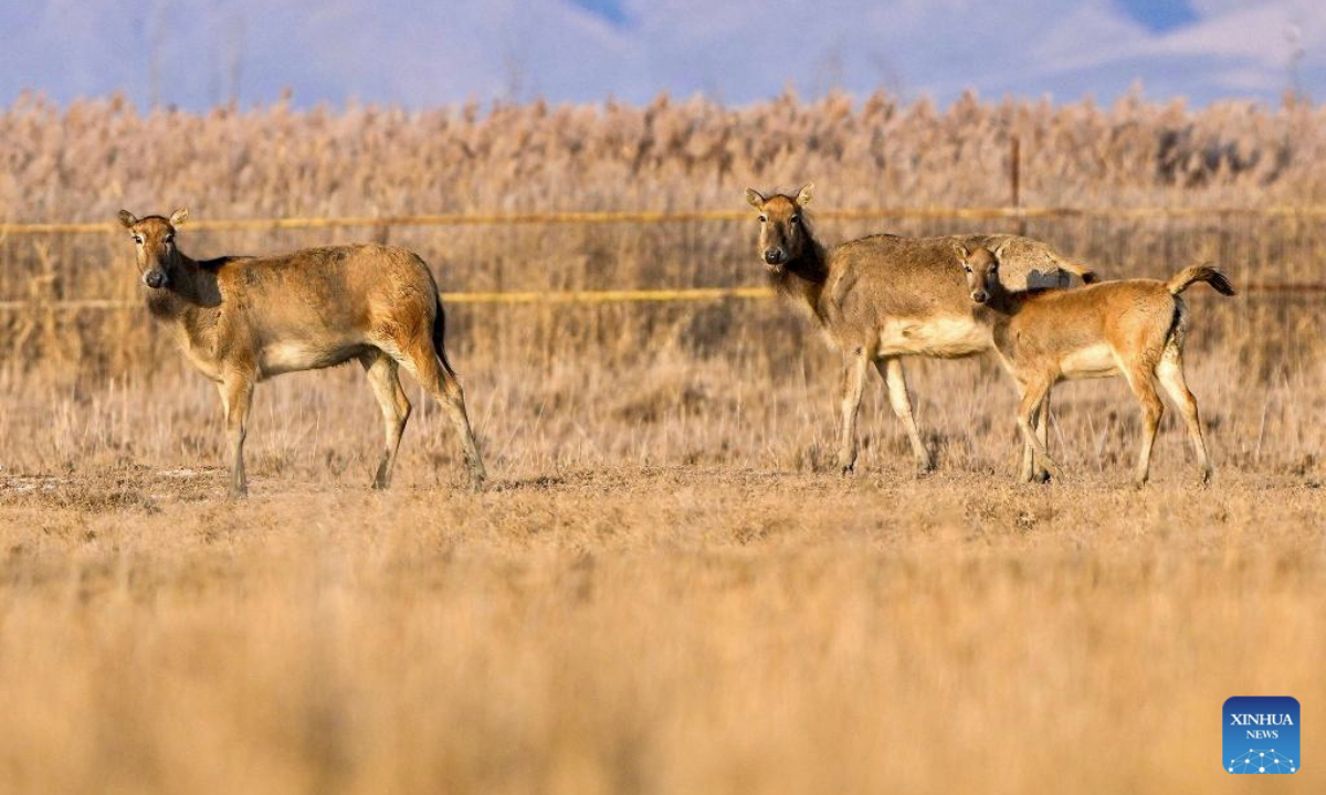 Milu deer are pictured at Qingtongxia Reservoir Wetland Nature Reserve, northwest China's Ningxia Hui Autonomous Region, Nov. 4, 2025. The Qingtongxia Reservoir Wetland Nature Reserve, covering a total area of 174.93 square kilometers, is the largest Yellow River tidal flat wetland in Ningxia. In September 2024, 35 milu deer were introduced to the reserve. By now, six milu deer cubs were born at the reserve. (Xinhua/Yang Zhisen)