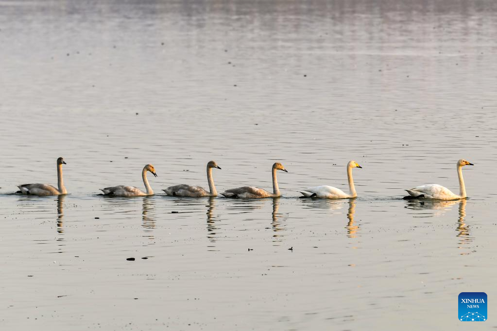 White swans are pictured in Pinglu Yellow River Wetland in Pinglu County of Yuncheng, north China's Shanxi Province, Nov. 11, 2025. The Pinglu Yellow River Wetland, covering over 6,000 hectares, has a pleasant climate and abundant food, and is one of the winter habitats for white swans in China. Migratory wild swans from Russia's Siberia come to the wetland to spend the winter every year. (Xinhua/Cao Yang)