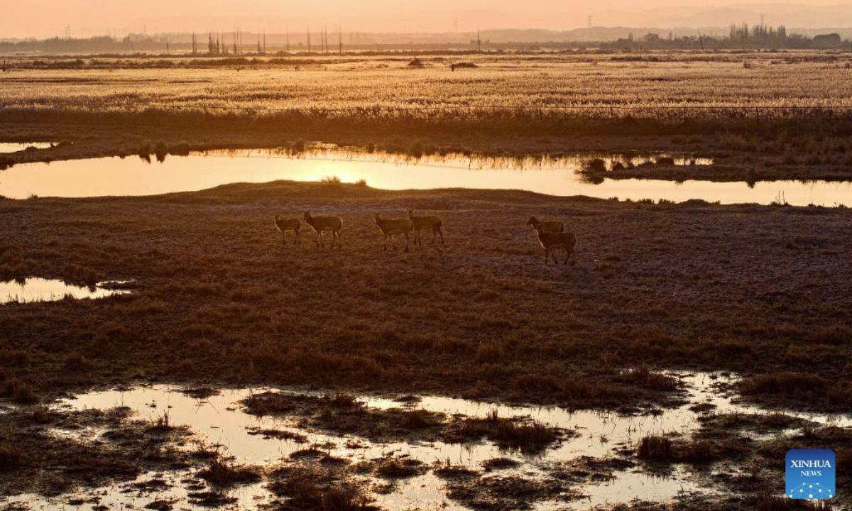 A drone photo taken on Nov. 4, 2025 shows milu deer at Qingtongxia Reservoir Wetland Nature Reserve, northwest China's Ningxia Hui Autonomous Region. The Qingtongxia Reservoir Wetland Nature Reserve, covering a total area of 174.93 square kilometers, is the largest Yellow River tidal flat wetland in Ningxia. In September 2024, 35 milu deer were introduced to the reserve. By now, six milu deer cubs were born at the reserve. (Xinhua/Yang Zhisen)