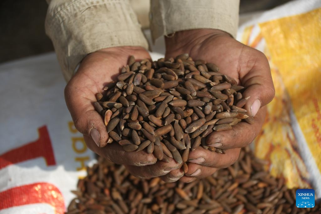 Fresh pine nuts are seen at a local market in Khost province, eastern Afghanistan, Oct. 28, 2025. (Photo: Xinhua)