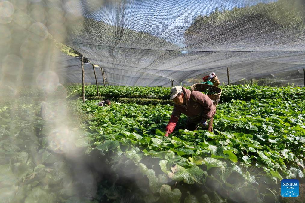Farmers harvest wasabi at a wasabi planting base in Longyang District, Baoshan City, southwest China's Yunnan Province, Nov. 17, 2025. Baoshan City offers a sound environment for wasabi, a perennial herb prized for its pungent root used in the famous condiment and is notoriously difficult to cultivate.

In recent years, local government has been promoting standardized and large-scale planting of wasabi, creating new opportunities for mountainous areas and helping farmers increase their income.

At present, Baoshan City has become the largest wasabi planting area in China, and wasabi grown here has been exported to foreign countries. (Xinhua/Gao Yongwei)