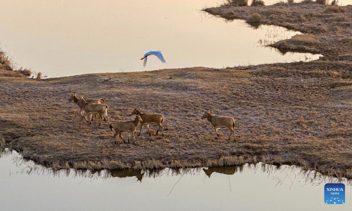 A drone photo taken on Nov. 4, 2025 shows milu deer at Qingtongxia Reservoir Wetland Nature Reserve, northwest China's Ningxia Hui Autonomous Region. The Qingtongxia Reservoir Wetland Nature Reserve, covering a total area of 174.93 square kilometers, is the largest Yellow River tidal flat wetland in Ningxia. In September 2024, 35 milu deer were introduced to the reserve. By now, six milu deer cubs were born at the reserve. (Xinhua/Yang Zhisen)