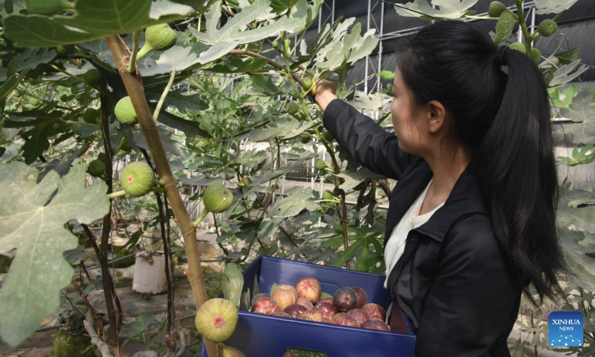 Li Zifan harvests figs at her tech-driven facility agricultural park in Yingxia Township of Korla City, northwest China's Xinjiang Uygur Autonomous Region, Oct. 11, 2025. (Xinhua/Gu Yu)