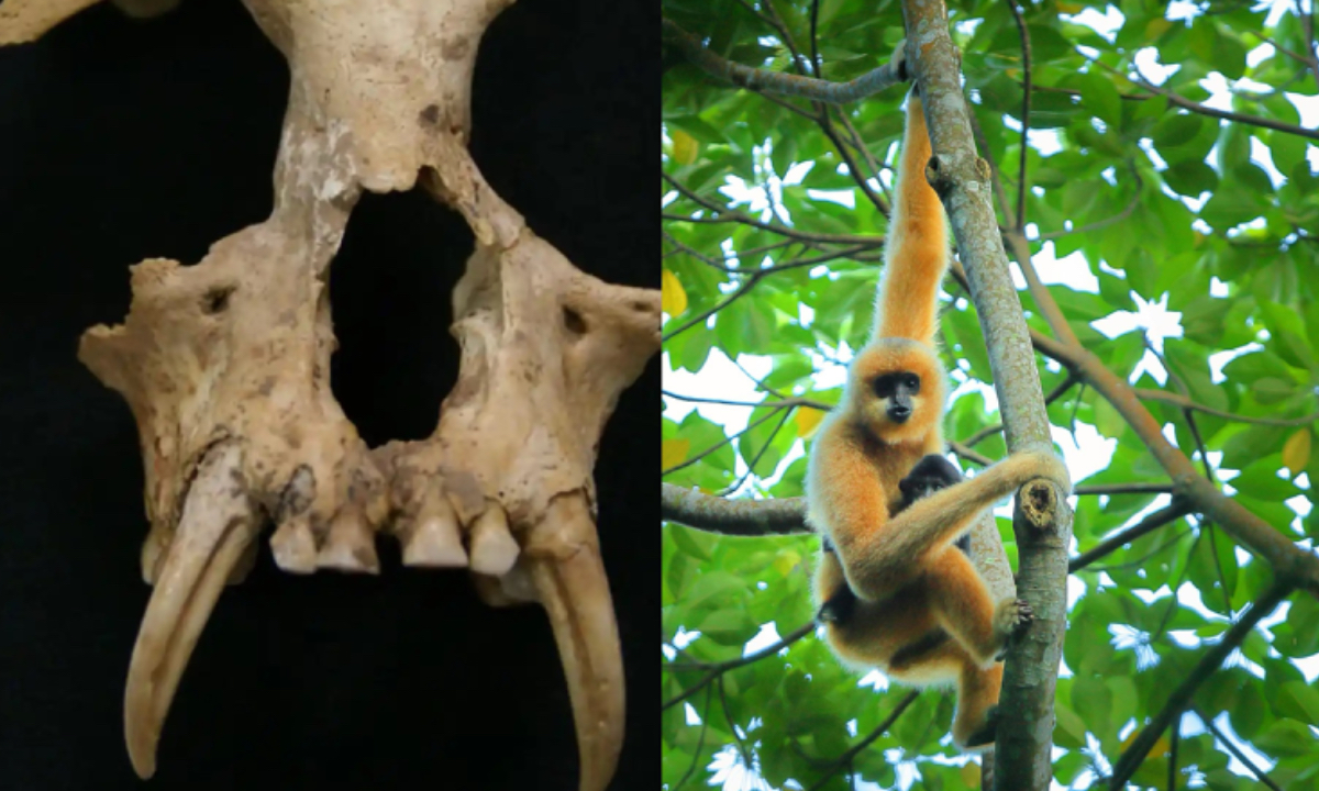 The skull of Junzi imperialis (left) and a Hainan gibbon Photo: Xinhua
