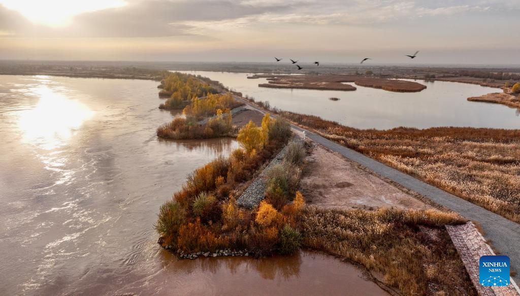 An aerial drone photo taken on Nov. 11, 2025 shows the Tianhewan National Wetland Park in Pingluo County of Shizuishan, northwest China's Ningxia Hui Autonomous Region.
Located in Pingluo County of Ningxia and adjacent to the Yellow River, the Tianhewan National Wetland Park serves as an important ecological barrier in the Yellow River Basin.
Pingluo County has stepped up its efforts to protect the Yellow River Wetland in recent years, pushing ahead with ecological restoration and governance of the wetland. It has woven an ecological protection network to safeguard the home of migratory birds through intelligent monitoring platforms as well as patrols by professionals.
Thanks to continuous improvement in its ecological environment, the park has turned into a paradise for migratory birds. (Xinhua/Yang Zhisen)