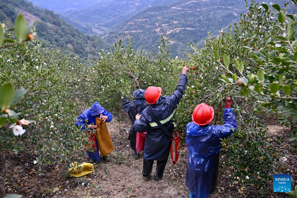 Villagers pick fruits of oil-tea camellia in Lianshan Village of Yongtai County, Fuzhou City, southeast China's Fujian Province, Nov. 18, 2025. Fruits of oil-tea camellia cultivated in Yongtai County have recently entered the harvest season. As a major oil-tea camellia planting county in Fujian, Yongtai devotes a total of 137,500 mu (about 9,167 hectares) of its arable lands to this industrial crop. (Xinhua/Jiang Kehong)