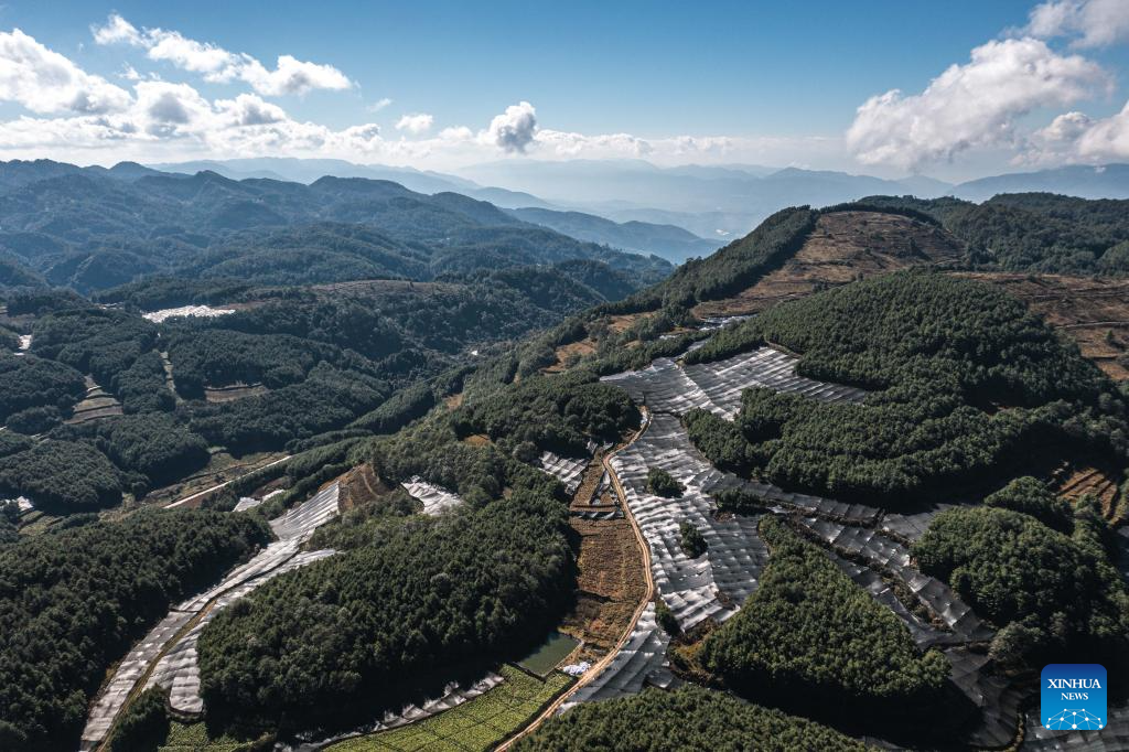 An aerial drone photo taken on Nov. 17, 2025 shows a wasabi planting base in Longyang District, Baoshan City, southwest China's Yunnan Province. Baoshan City offers a sound environment for wasabi, a perennial herb prized for its pungent root used in the famous condiment and is notoriously difficult to cultivate.

In recent years, local government has been promoting standardized and large-scale planting of wasabi, creating new opportunities for mountainous areas and helping farmers increase their income.

At present, Baoshan City has become the largest wasabi planting area in China, and wasabi grown here has been exported to foreign countries. (Xinhua/Wang Guansen)