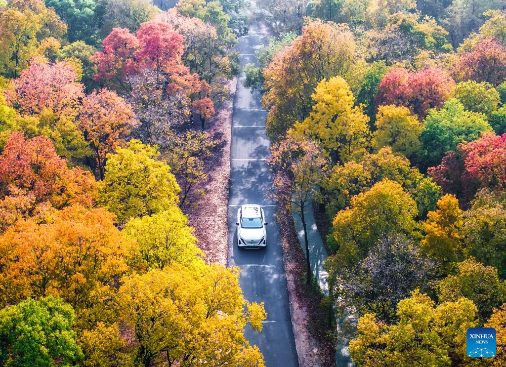 An aerial drone photo taken on Nov. 1, 2025 shows the autumn scenery of a forest park in Donghai County, Lianyungang City, east China's Jiangsu Province. (Photo by Shao Guangming/Xinhua)