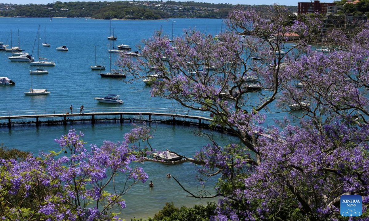 This photo taken on Nov. 5, 2025 shows the scenery of jacaranda at Murray Rose Pool in Sydney, Australia. (Xinhua/Ma Ping)
