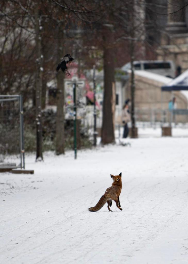 A fox and a hooded crow are pictured at the Tiergarten Park in Berlin, Germany, Nov. 24, 2025. Berlin saw its first snowfall of the winter season on Monday. (Xinhua/Zhang Haofu)