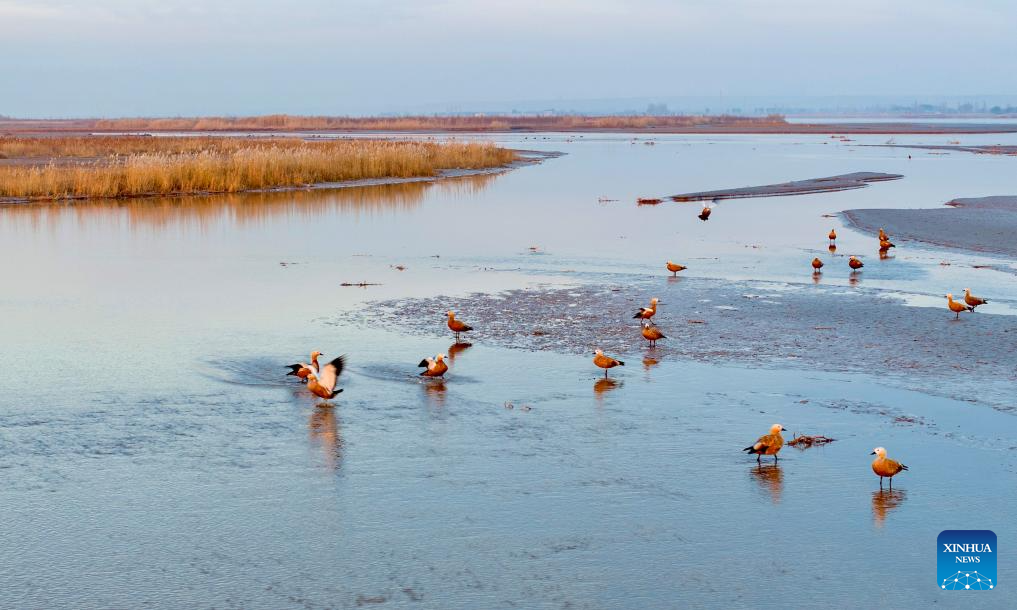 An aerial drone photo taken on Nov. 11, 2025 shows migratory birds resting and foraging at the Tianhewan National Wetland Park in Pingluo County of Shizuishan, northwest China's Ningxia Hui Autonomous Region.
Located in Pingluo County of Ningxia and adjacent to the Yellow River, the Tianhewan National Wetland Park serves as an important ecological barrier in the Yellow River Basin.
Pingluo County has stepped up its efforts to protect the Yellow River Wetland in recent years, pushing ahead with ecological restoration and governance of the wetland. It has woven an ecological protection network to safeguard the home of migratory birds through intelligent monitoring platforms as well as patrols by professionals.
Thanks to continuous improvement in its ecological environment, the park has turned into a paradise for migratory birds. (Xinhua/Yang Zhisen)