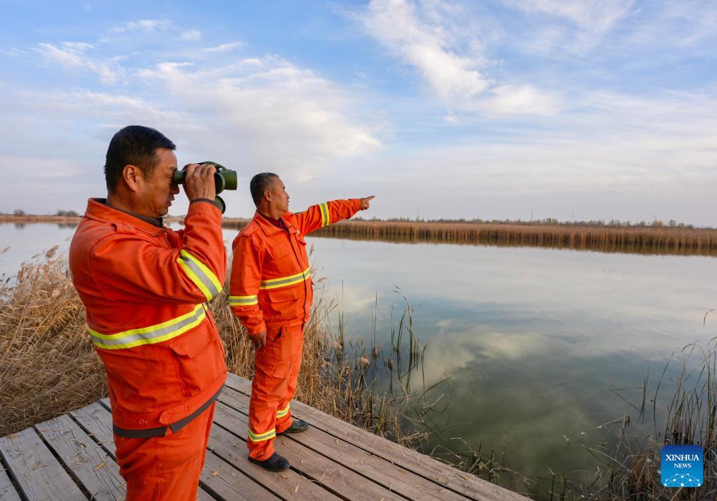 Staff members observe migratory birds at the Tianhewan National Wetland Park in Pingluo County of Shizuishan, northwest China's Ningxia Hui Autonomous Region, Nov. 11, 2025.
Located in Pingluo County of Ningxia and adjacent to the Yellow River, the Tianhewan National Wetland Park serves as an important ecological barrier in the Yellow River Basin.
Pingluo County has stepped up its efforts to protect the Yellow River Wetland in recent years, pushing ahead with ecological restoration and governance of the wetland. It has woven an ecological protection network to safeguard the home of migratory birds through intelligent monitoring platforms as well as patrols by professionals.
Thanks to continuous improvement in its ecological environment, the park has turned into a paradise for migratory birds. (Xinhua/Yang Zhisen)