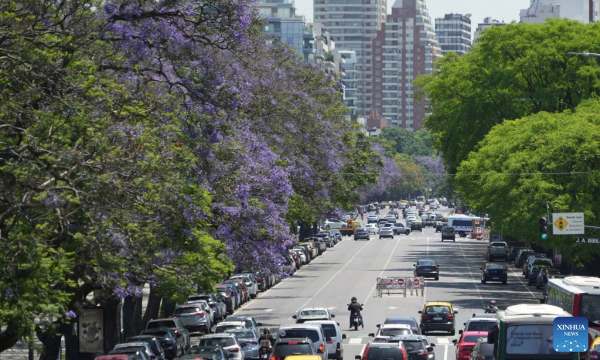 Blooming jacaranda trees are pictured in Buenos Aires, Argentina, Nov. 10, 2025. (Xinhua/Zhang Duo)