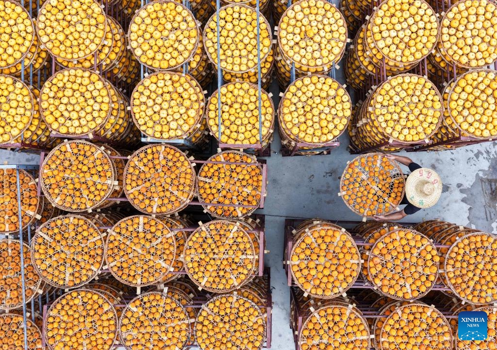 This aerial drone photo shows a villager drying persimmons in Pingle County, south China's Guangxi Zhuang Autonomous Region, Nov. 1, 2025. (Photo: Xinhua)