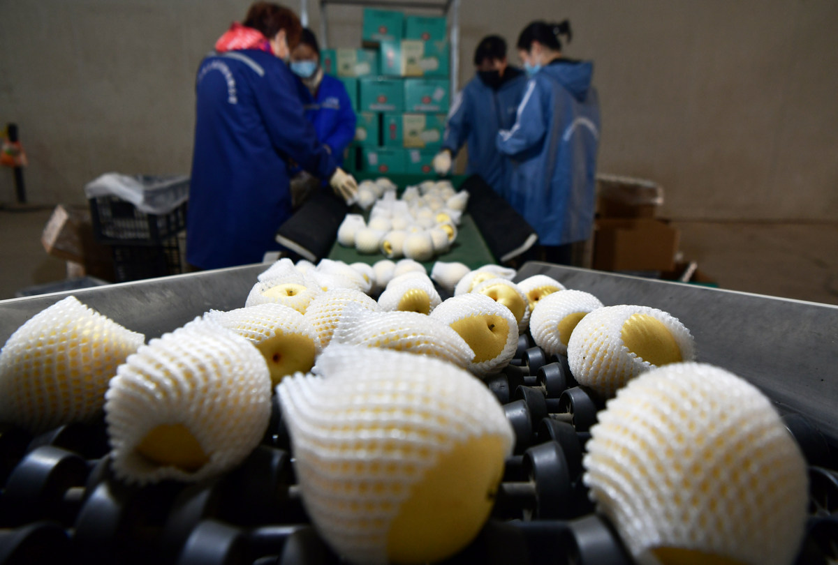 Workers grade pears by size at a local packing house in Zhaoxian County, North China's Hebei Province, on November 6, 2025. The county's 250,000 mu (16,700 hectares) of orchards yield more than 4 billion yuan ($561.8 million) of fruit annually, earning it the title 