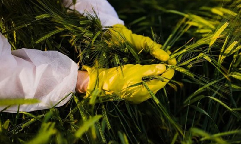 China's Ministry of State Security discloses cases of foreign intelligence agencies illegally obtaining genetic data of key crops