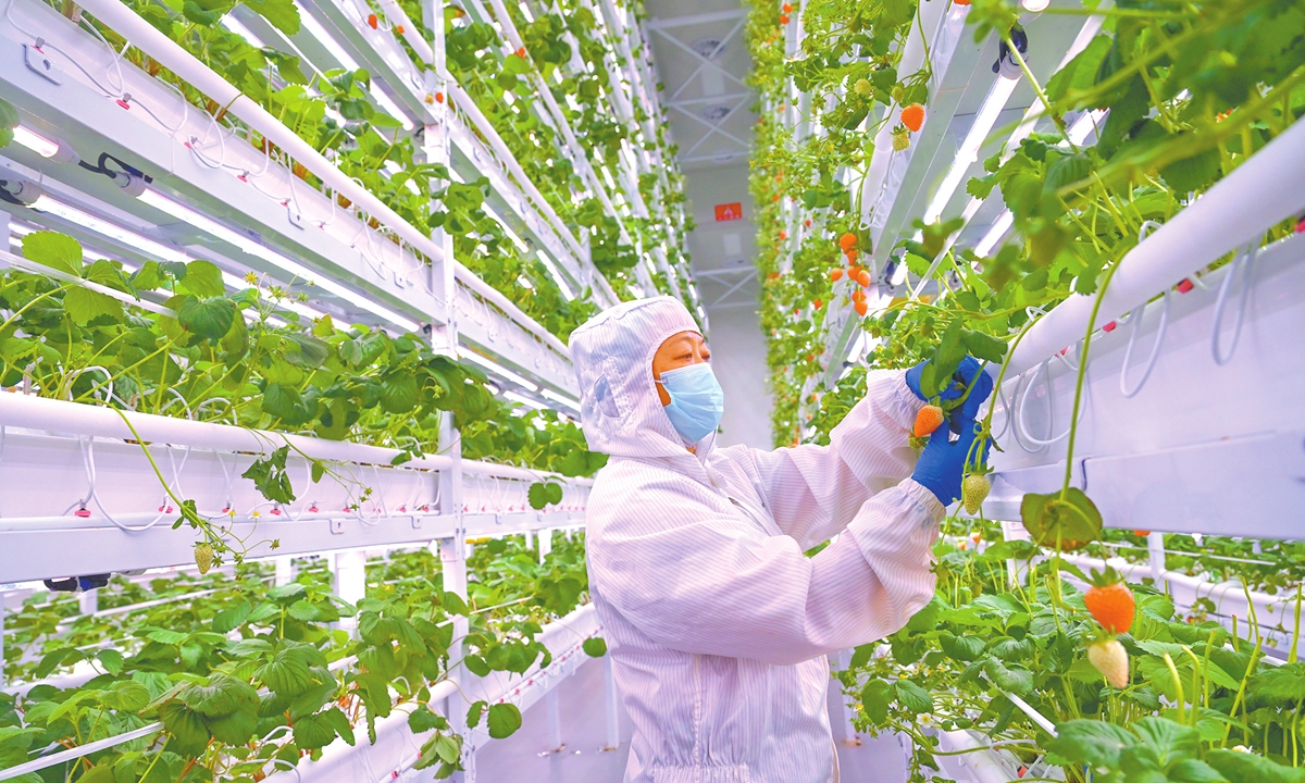 A staff member performs strawberry maintenance operations in a facility in Chengdu, Southwest China's Sichuan Province on November 4, 2025. The factory is the largest-scale vertical cultivation strawberry smart factory in Southwest China, where rows of strawberry seedlings are neatly arrayed in the vertical cultivation racks, bearing abundant fruit. Photo: VCG