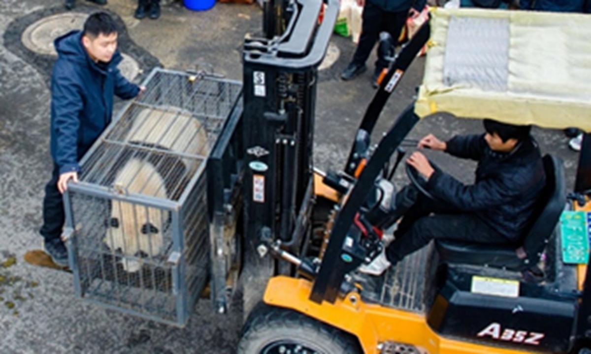 Staff members relocate giant pandas to the Mianyang giant panda base in Sichuan Province on November 4, 2025. Photo: Screenshot from the official WeChat account of China Conservation and Research Center for the Giant Panda
