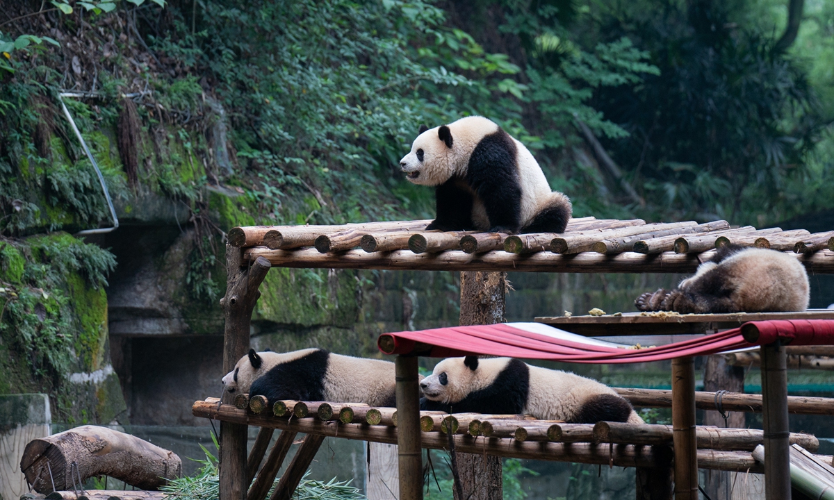 Giant pandas take a rest at a zoo in Southwest China's Chongqing. Photo: VCG