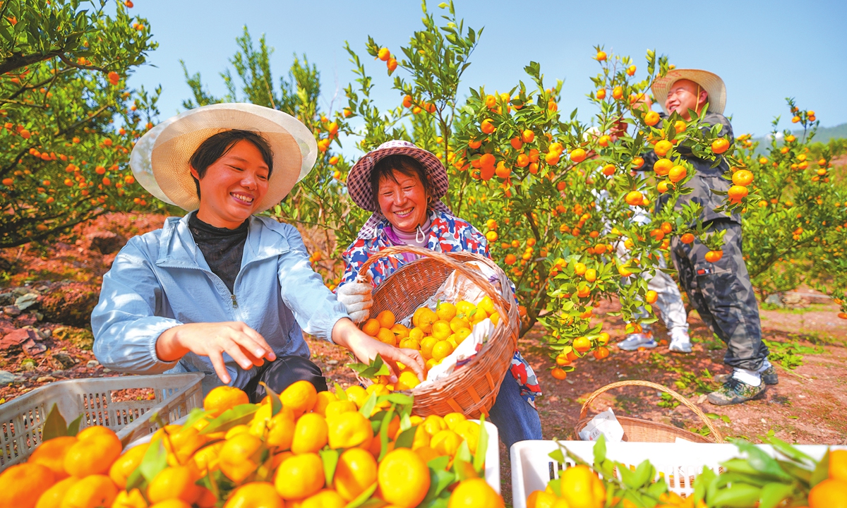 Farmers harvest golden, plump honey tangerines with smiles of joy on their faces in the orchards of a community in Badong County of Enshi Tujia and Miao Autonomous Prefecture, Central China's Hubei Province, on November 5, 2025. The county has prioritized the citrus industry as a key driver for rural prosperity, cultivating xxx hectares of orchards with an annual output of 127,500 tons. Photo: VCG